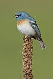 Image. Lazuli Bunting