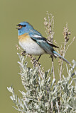 Image. Lazuli Bunting