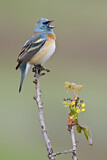 Image. Lazuli Bunting
