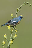Image. Lazuli Bunting