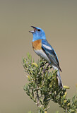 Image. Lazuli Bunting