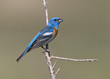 Image. Lazuli Bunting