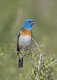 Image. Lazuli Bunting