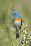 Image. Lazuli Bunting