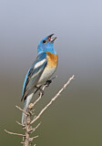 Image. Lazuli Bunting