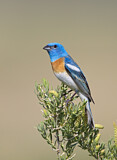 Image. Lazuli Bunting