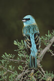Image. Lazuli Bunting