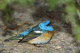 Image. Lazuli Bunting