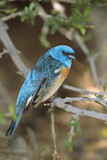 Image. Lazuli Bunting
