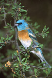 Image. Lazuli Bunting