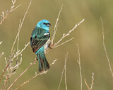 Image. Lazuli Bunting