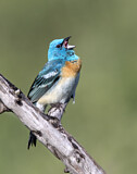 Image. Lazuli Bunting