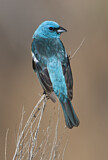 Image. Lazuli Bunting