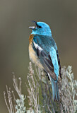 Image. Lazuli Bunting