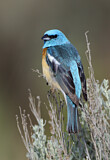 Image. Lazuli Bunting