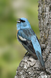 Image. Lazuli Bunting