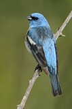 Image. Lazuli Bunting