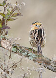 Image. Le Conte's Sparrow