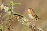 Image. Le Conte's Sparrow
