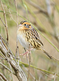 Image. Le Conte's Sparrow