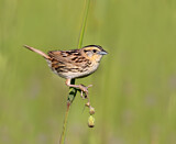 Image. Le Conte's Sparrow