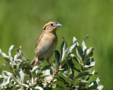 Image. Le Conte's Sparrow