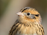 Image. Le Conte's Sparrow