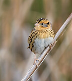 Image. Le Conte's Sparrow