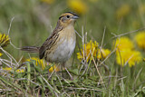 Image. Le Conte's Sparrow