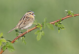 Image. Le Conte's Sparrow