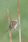 Image. Le Conte's Sparrow