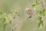 Image. Le Conte's Sparrow