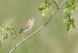Image. Le Conte's Sparrow