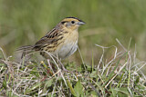 Image. Le Conte's Sparrow