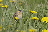 Image. Le Conte's Sparrow