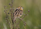 Image. Le Conte's Sparrow