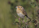 Image. Le Conte's Sparrow
