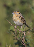 Image. Le Conte's Sparrow