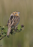Image. Le Conte's Sparrow