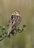 Image. Le Conte's Sparrow