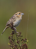 Image. Le Conte's Sparrow