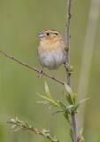 Image. Le Conte's Sparrow