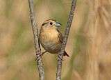 Image. Le Conte's Sparrow