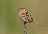 Image. Le Conte's Sparrow