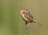 Image. Le Conte's Sparrow