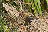 Image. Le Conte's Sparrow