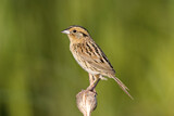 Image. Le Conte's Sparrow