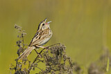 Image. Le Conte's Sparrow