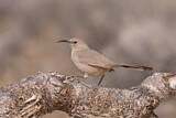 Image. Le Conte's Thrasher
