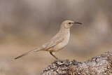 Image. Le Conte's Thrasher